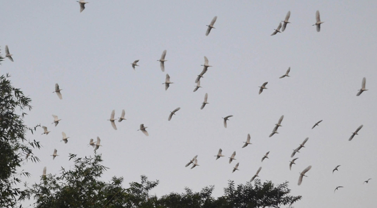 Narail Pakhi-Pic 02