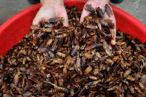 JINAN, CHINA, SEPTEMBER 27, 2013: Dried cockroaches are ready to be sold to pharmaceutical companies. Photo by Xuhua Wang.