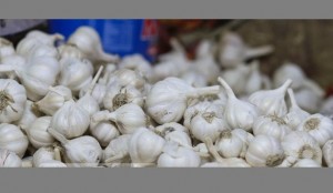 Garlic