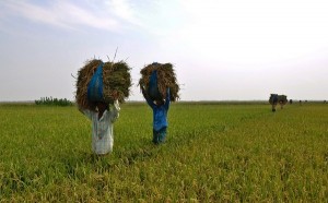 Agriculture-of-Bangladesh-600x371