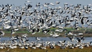 160128063509_migratory_birds_640x360_epa_nocredit