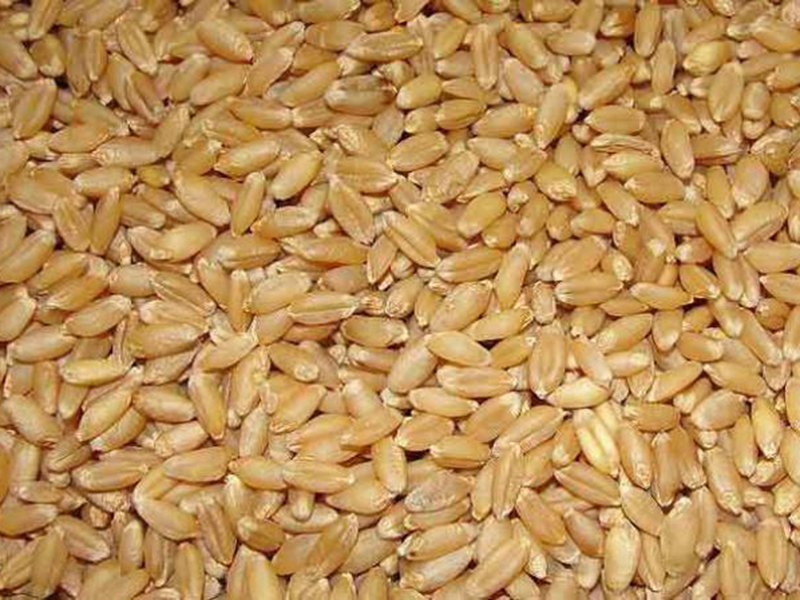 Wheat-Import-From-Russia