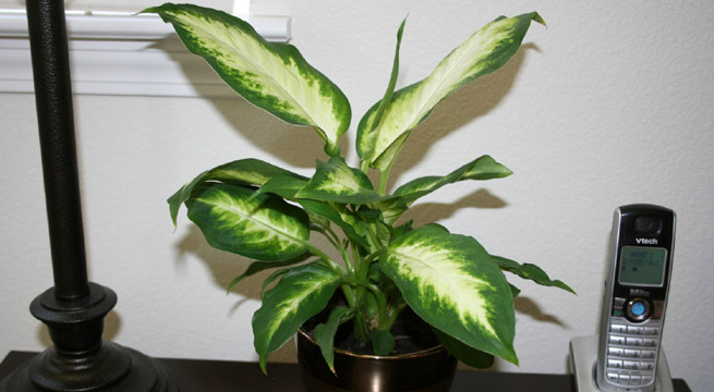 dieffenbachia