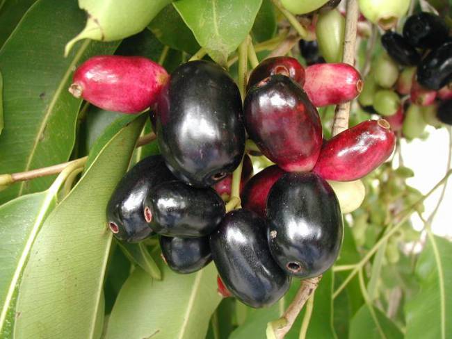 Black Bary