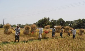 Kurigram-Rice-220160602154427