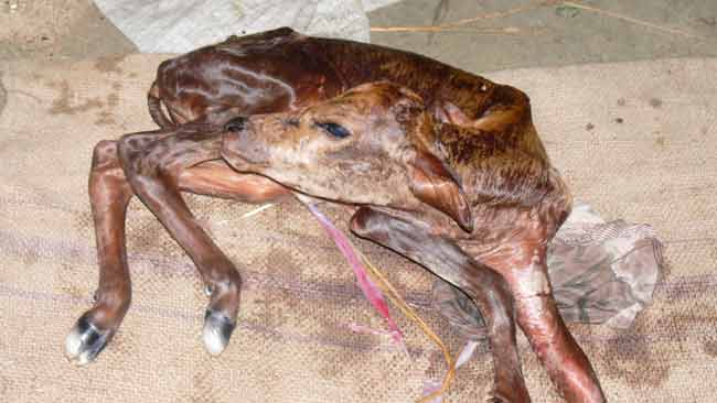 cow