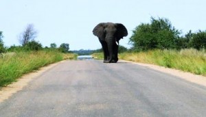 elephant8_16779_1466348722