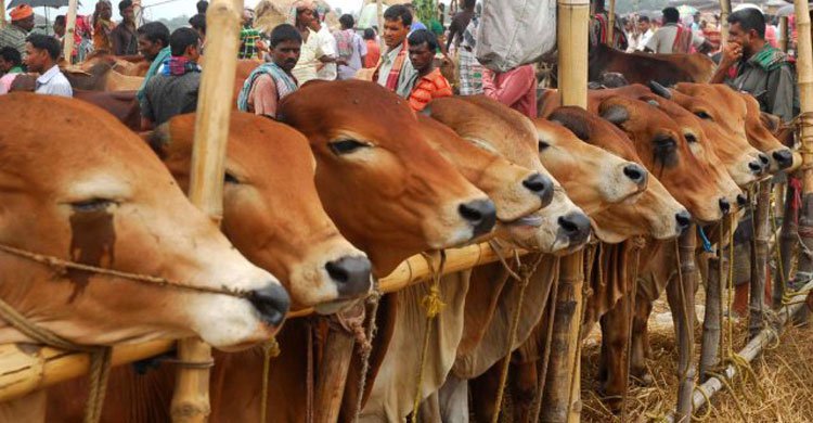 cow-hat