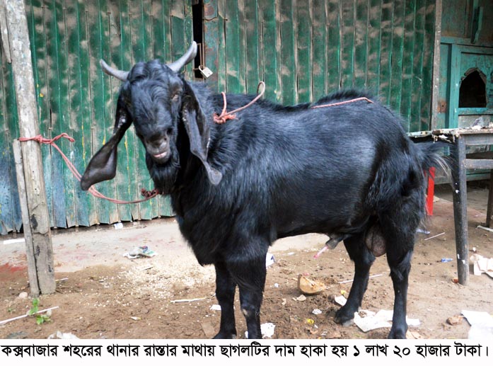 coxs goat4.8.2016-4