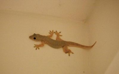 lizard