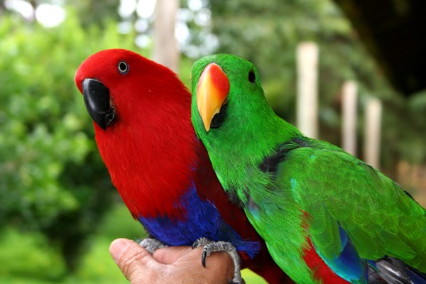 f-Eclectus_01