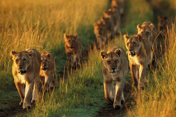 lion