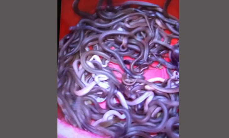 snake