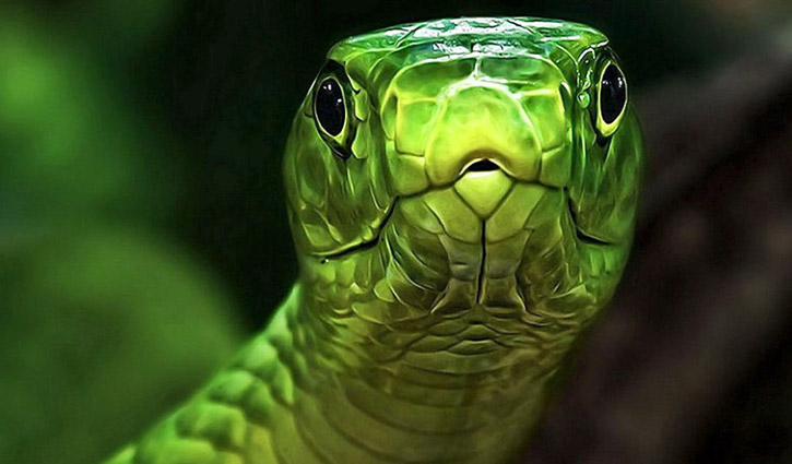Snake